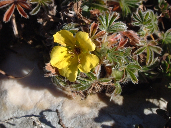 potentilla?